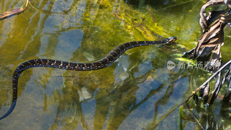 带状水蛇或南方水蛇，(Nerodia fasciata);